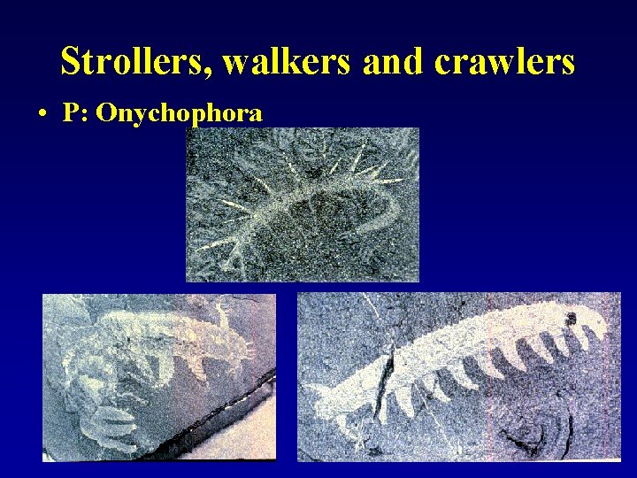 Strollers, walkers and crawlers • P: Onychophora 