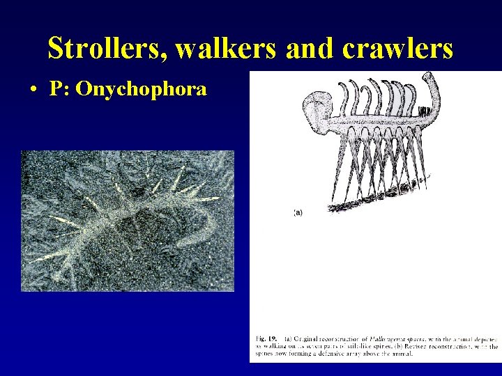 Strollers, walkers and crawlers • P: Onychophora 