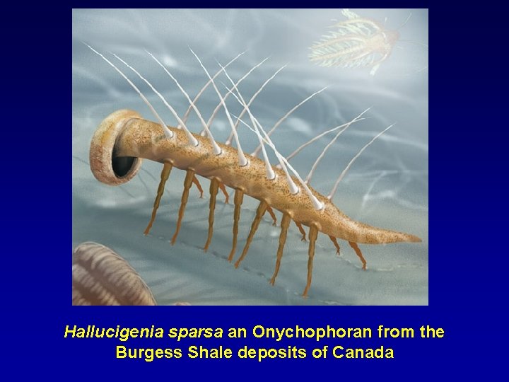 Hallucigenia sparsa an Onychophoran from the Burgess Shale deposits of Canada 