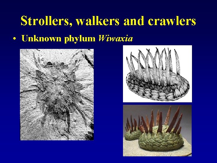 Strollers, walkers and crawlers • Unknown phylum Wiwaxia 