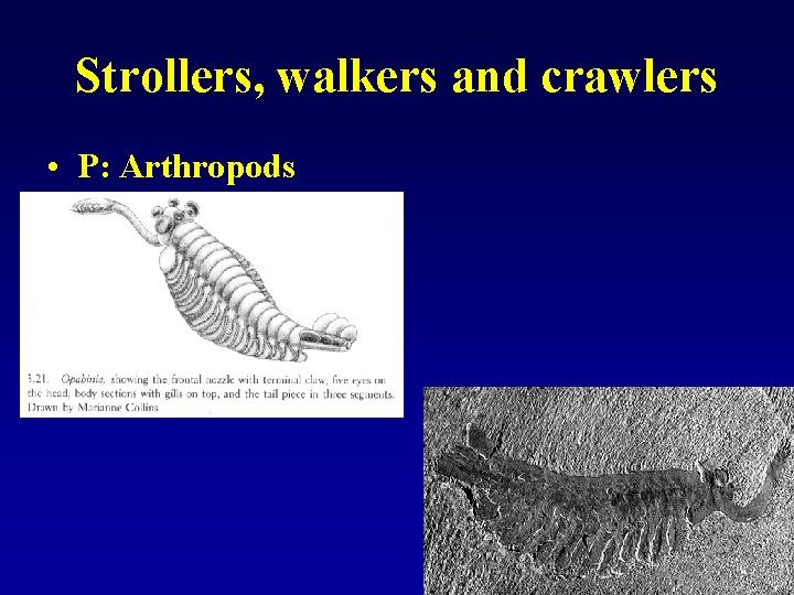 Strollers, walkers and crawlers • P: Arthropods 