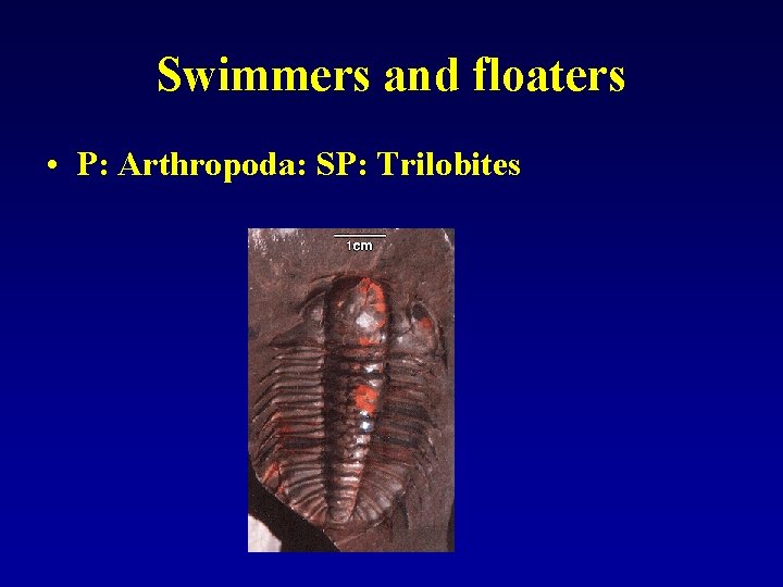 Swimmers and floaters • P: Arthropoda: SP: Trilobites 
