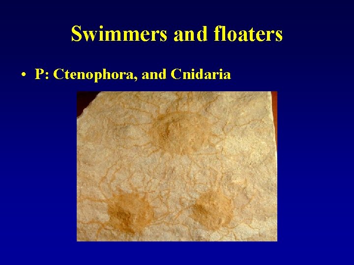 Swimmers and floaters • P: Ctenophora, and Cnidaria 