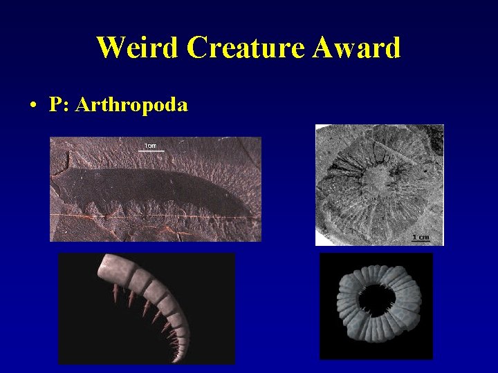 Weird Creature Award • P: Arthropoda 