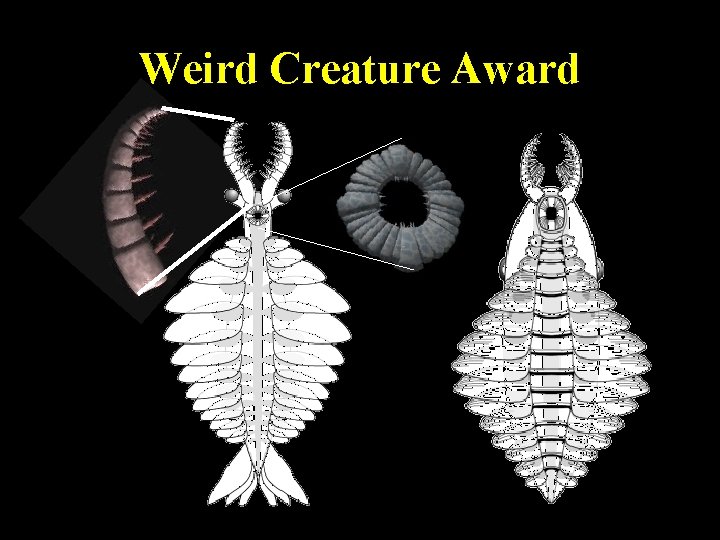 Weird Creature Award 