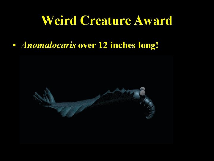 Weird Creature Award • Anomalocaris over 12 inches long! 