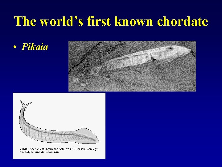 The world’s first known chordate • Pikaia 