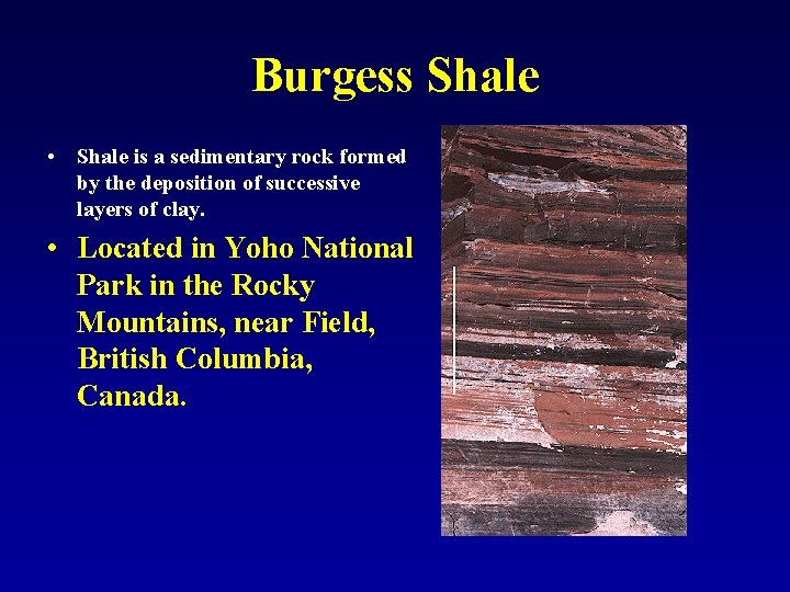 Burgess Shale • Shale is a sedimentary rock formed by the deposition of successive