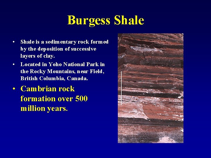Burgess Shale • Shale is a sedimentary rock formed by the deposition of successive