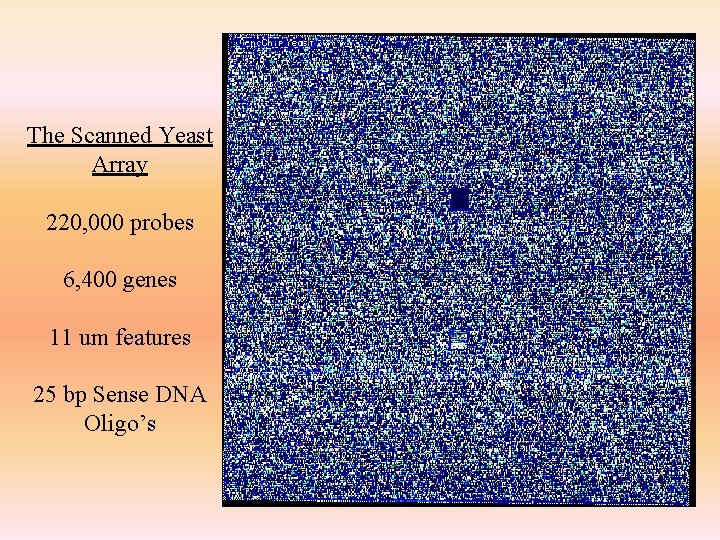 The Scanned Yeast Array 220, 000 probes 6, 400 genes 11 um features 25