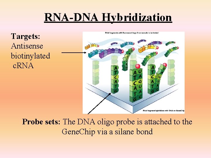 RNA-DNA Hybridization Targets: Antisense biotinylated c. RNA Probe sets: The DNA oligo probe is