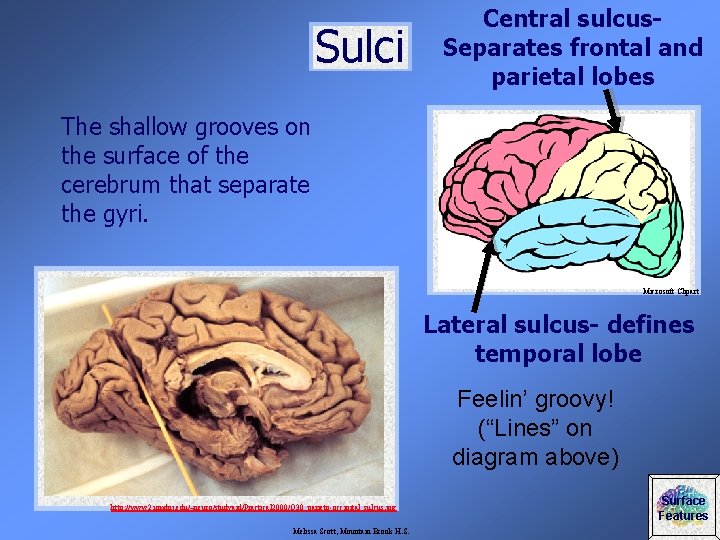 Sulci Central sulcus. Separates frontal and parietal lobes The shallow grooves on the surface