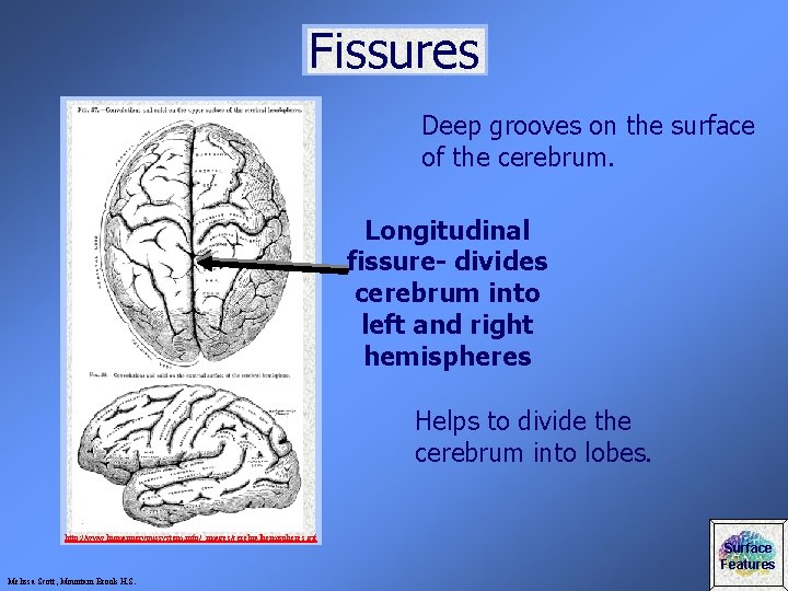 Fissures Deep grooves on the surface of the cerebrum. Longitudinal fissure- divides cerebrum into