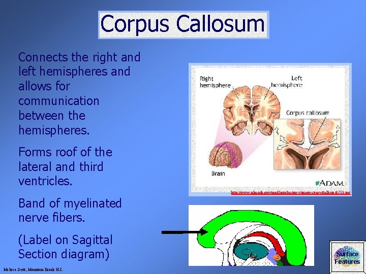 Corpus Callosum Connects the right and left hemispheres and allows for communication between the