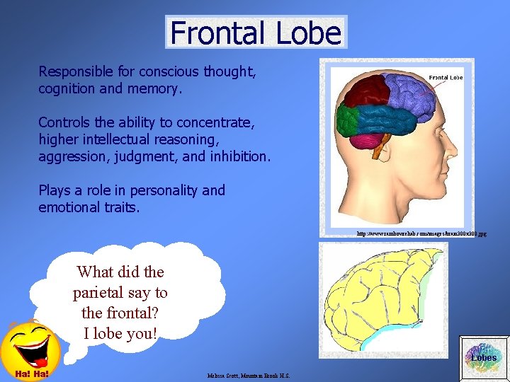 Frontal Lobe Responsible for conscious thought, cognition and memory. Controls the ability to concentrate,