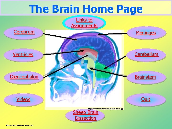 The Brain Home Page Links to Assignments Cerebrum Meninges Ventricles Cerebellum Diencephalon Brainstem Videos
