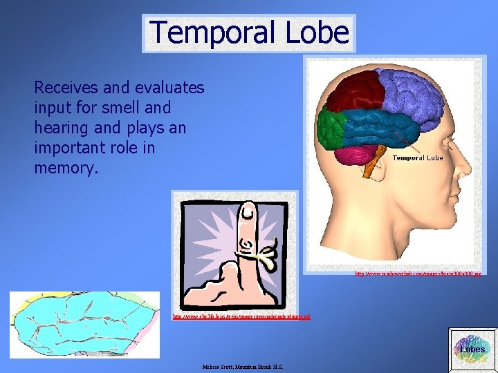 Temporal Lobe Receives and evaluates input for smell and hearing and plays an important