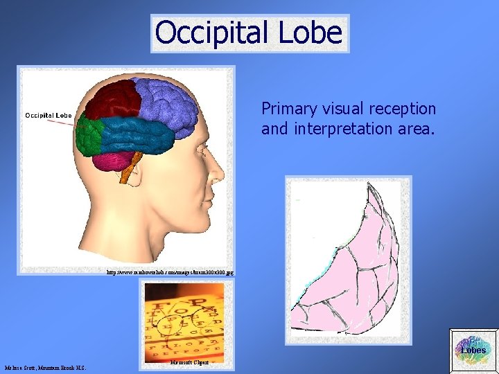 Occipital Lobe Primary visual reception and interpretation area. http: //www. rainbowrehab. com/images/brain 300 x