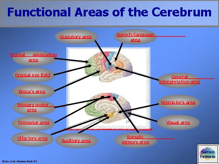 Functional Areas of the Cerebrum Gustatory area Frontal Speech/language area association area Frontal eye