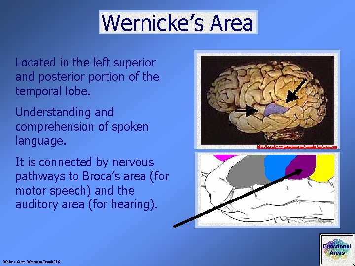 Wernicke’s Area Located in the left superior and posterior portion of the temporal lobe.