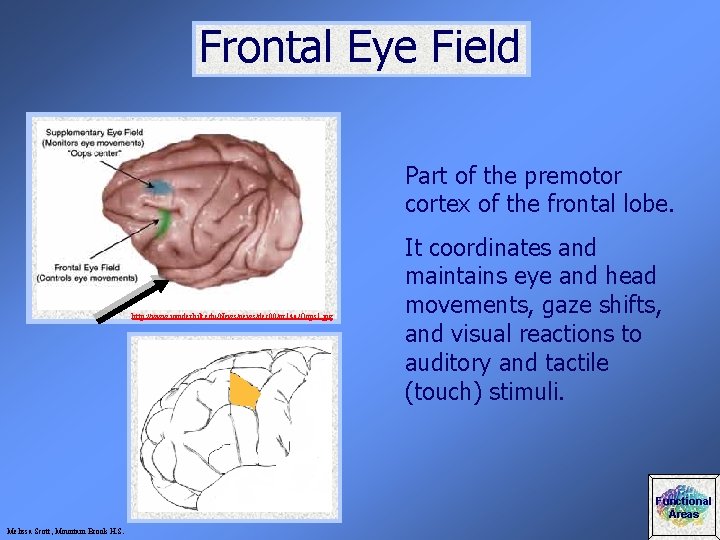 Frontal Eye Field Part of the premotor cortex of the frontal lobe. http: //www.