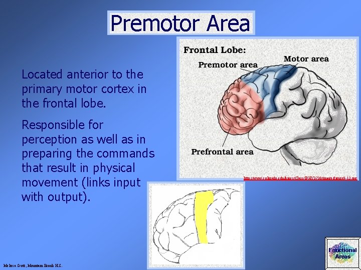 Premotor Area Located anterior to the primary motor cortex in the frontal lobe. Responsible