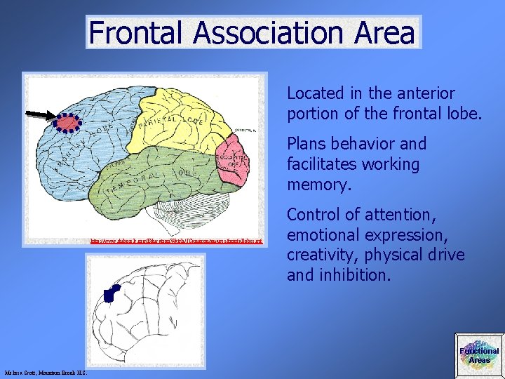 Frontal Association Area Located in the anterior portion of the frontal lobe. Plans behavior