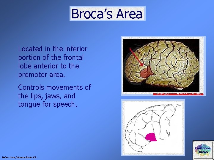 Broca’s Area Located in the inferior portion of the frontal lobe anterior to the