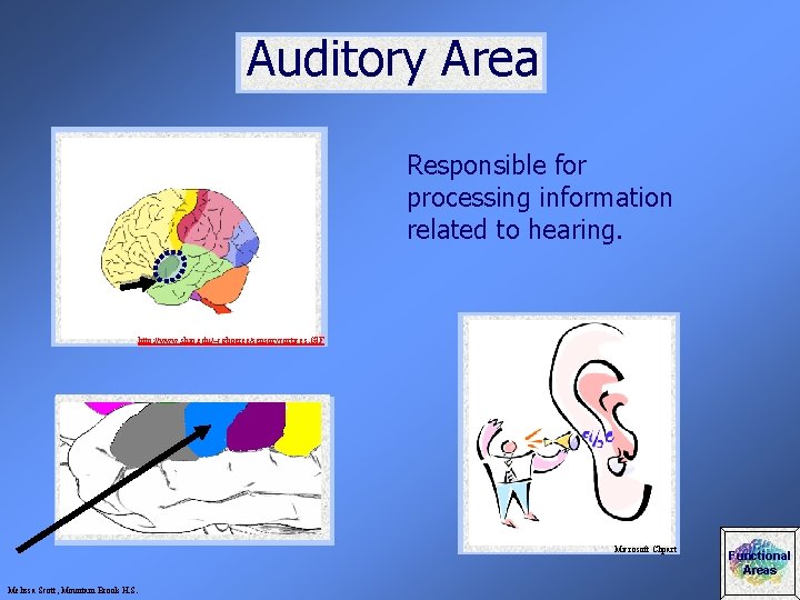 Auditory Area Responsible for processing information related to hearing. http: //www. ship. edu/~cgboeree/sensorycortices. GIF