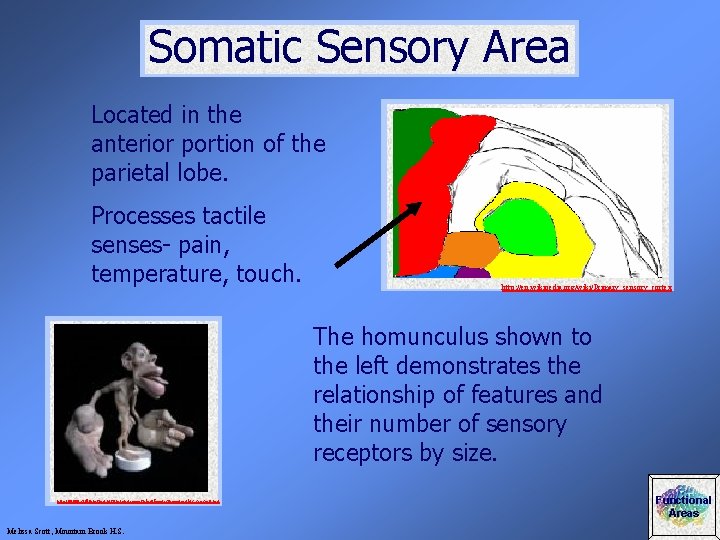 Somatic Sensory Area Located in the anterior portion of the parietal lobe. Processes tactile