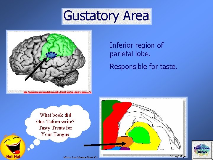 Gustatory Area Inferior region of parietal lobe. Responsible for taste. http: //nanonline. org/nandistance/mtbi/Clin. Neuro/pics/bodyschema.
