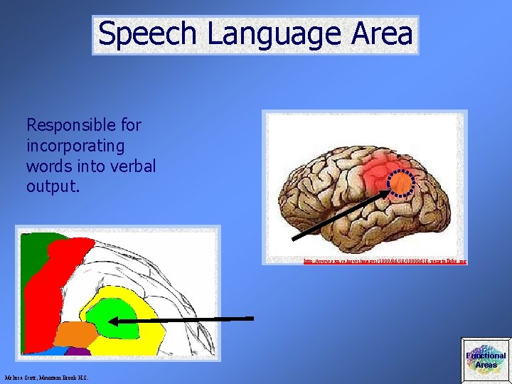 Speech Language Area Responsible for incorporating words into verbal output. http: //www. exn. ca/news/images/1999/06/18/19990618