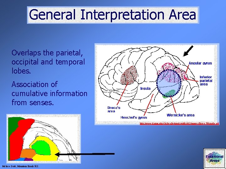 General Interpretation Area Overlaps the parietal, occipital and temporal lobes. Association of cumulative information