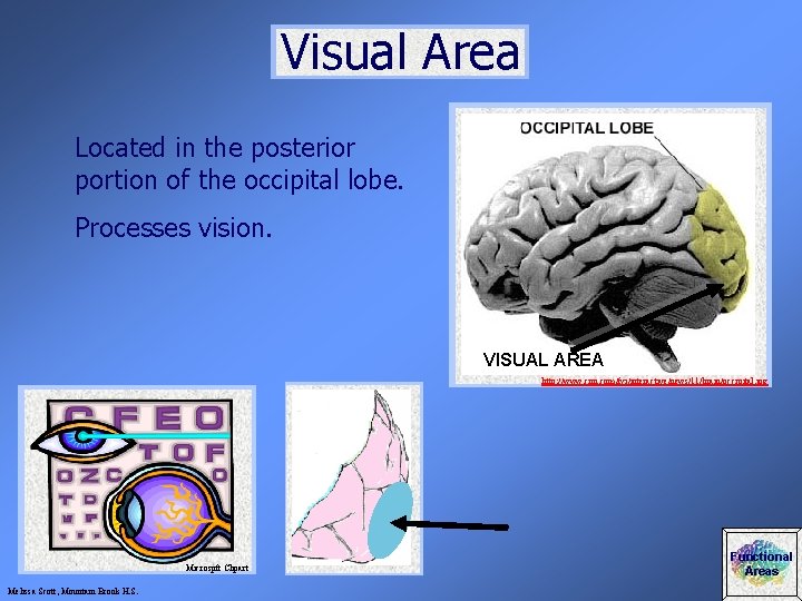 Visual Area Located in the posterior portion of the occipital lobe. Processes vision. VISUAL