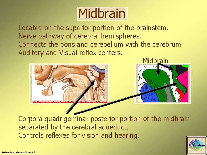 Midbrain Located on the superior portion of the brainstem. Nerve pathway of cerebral hemispheres.