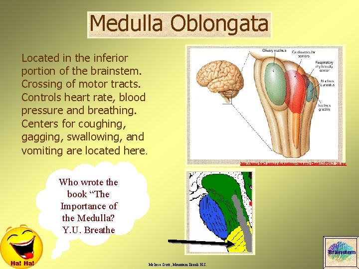 Medulla Oblongata Located in the inferior portion of the brainstem. Crossing of motor tracts.