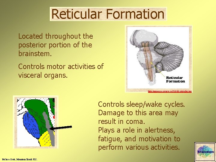 Reticular Formation Located throughout the posterior portion of the brainstem. Controls motor activities of