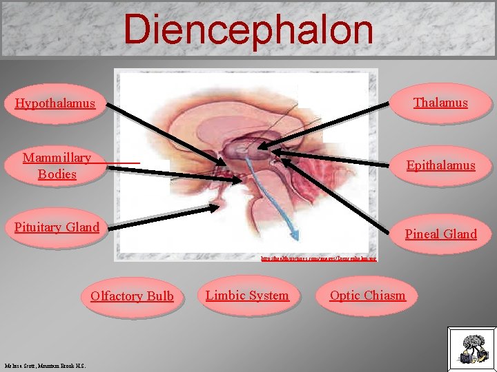 Diencephalon Hypothalamus Thalamus Mammillary Bodies Epithalamus Pituitary Gland Pineal Gland http: //health-pictures. com/images/Diencephalon. jpg