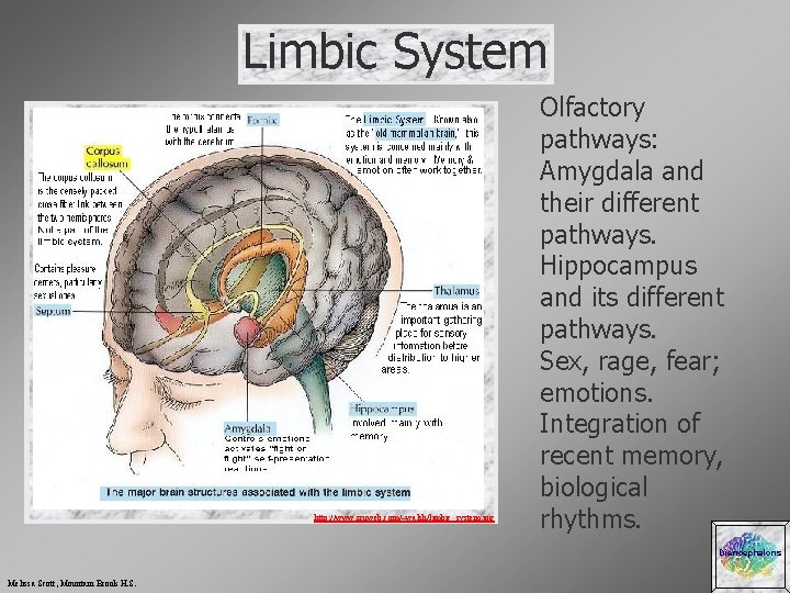 Limbic System http: //www. sruweb. com/~walsh/limbic_system. jpg Olfactory pathways: Amygdala and their different pathways.