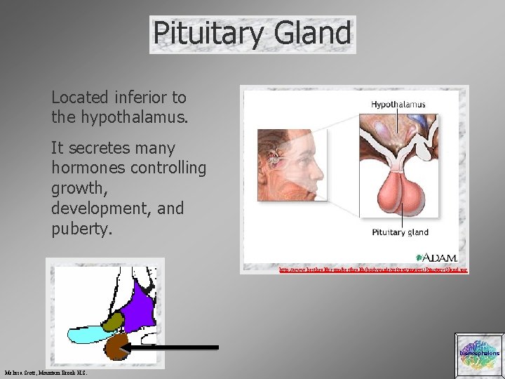 Pituitary Gland Located inferior to the hypothalamus. It secretes many hormones controlling growth, development,