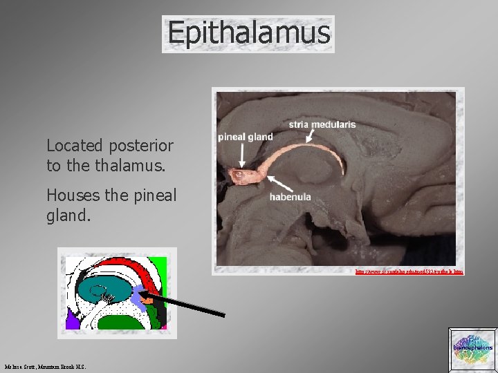 Epithalamus Located posterior to the thalamus. Houses the pineal gland. http: //www. sci. uidaho.