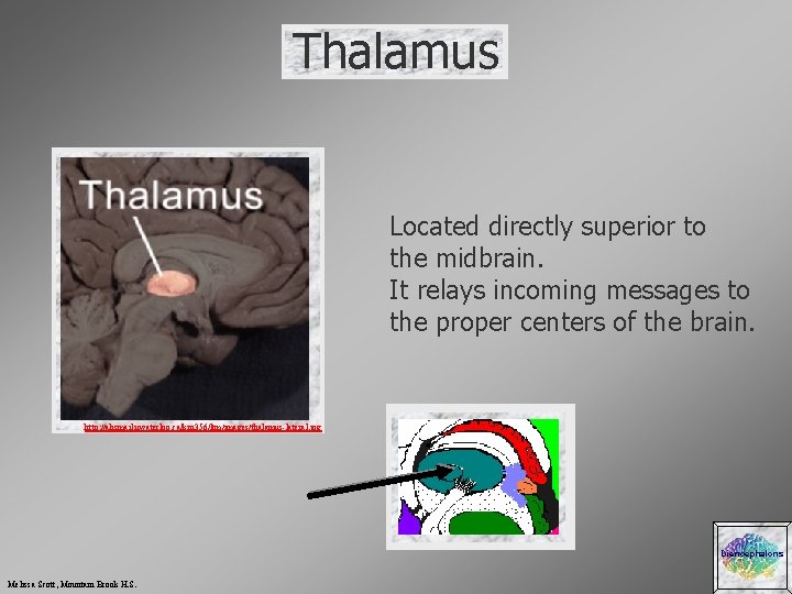 Thalamus Located directly superior to the midbrain. It relays incoming messages to the proper