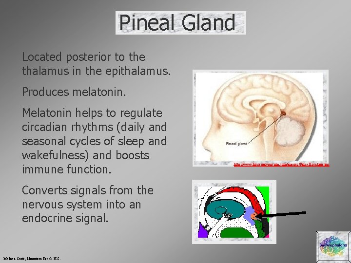 Pineal Gland Located posterior to the thalamus in the epithalamus. Produces melatonin. Melatonin helps