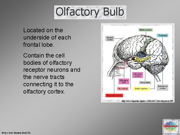 Olfactory Bulb Located on the underside of each frontal lobe. Contain the cell bodies