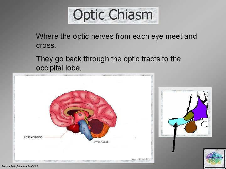 Optic Chiasm Where the optic nerves from each eye meet and cross. They go
