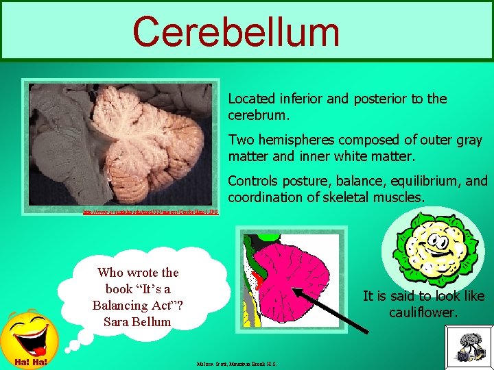 Cerebellum Located inferior and posterior to the cerebrum. Two hemispheres composed of outer gray