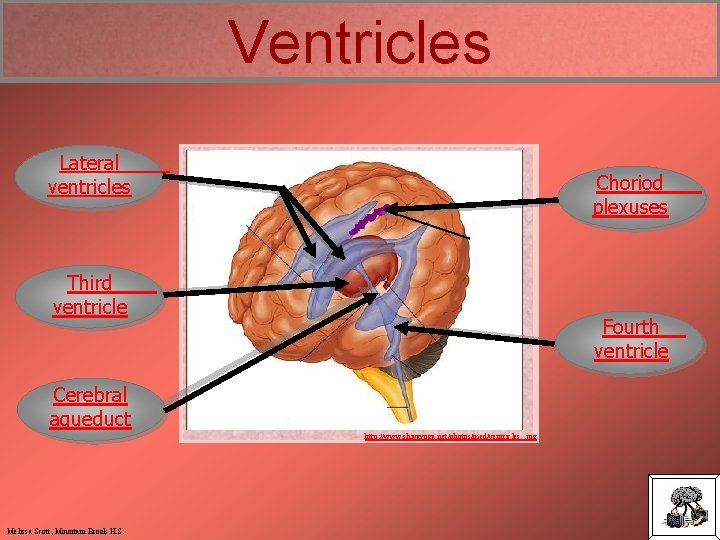 Ventricles Lateral ventricles Choriod plexuses Third ventricle Fourth ventricle Cerebral aqueduct http: //www. shivayoga.