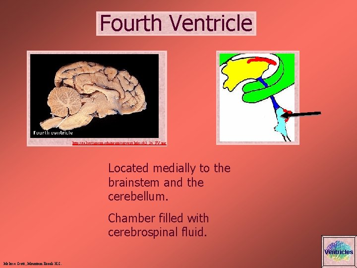 Fourth Ventricle http: //cal. vet. upenn. edu/neuro/server/slides/A 2_24_FV. jpg Located medially to the brainstem