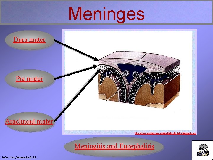 Meninges Dura mater Pia mater Arachnoid mater http: //www. punjabkesari. com/health_files/Meningitis. jpg Meningitis and