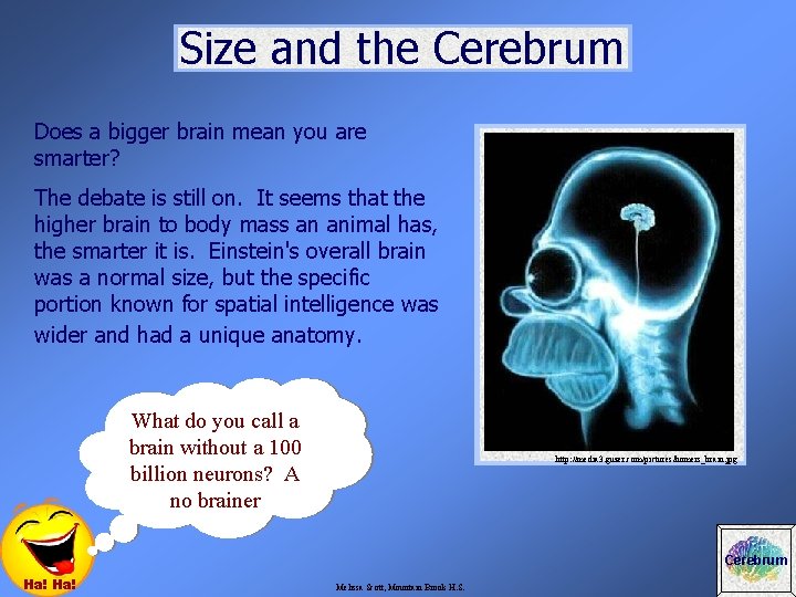 Size and the Cerebrum Does a bigger brain mean you are smarter? The debate